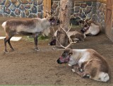 Live Reindeer at the L.A. Zoo