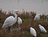 Great Egret with smaller Snowy Egrets