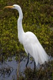 Great Egret