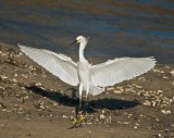 Snow Egret landing (corrected)
