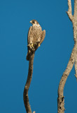 Peregrine Falcon