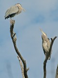 Great Blue Herons in tree