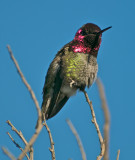 Annas Hummingbird