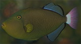 Pink Tail Triggerfish - Melichthys vidua