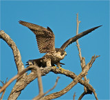 Peregrine Falcon