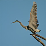 Great Blue Heron taking off for nest