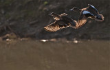 Wigeons in flight, wings backlighted