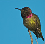 Annas Hummingbird Marsha