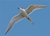 Forester Tern