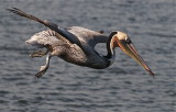 California Brown Pelican