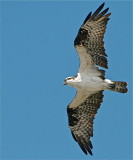 Osprey in  flight