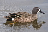 Blue Wing Teal (male)