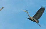 Great Blue Heron returning to his roost
