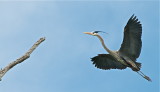 Great Blue Heron returning to his roost