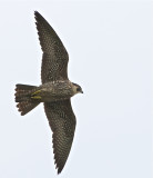 Paragrine Falcon