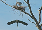 Great Blue Heron at Bolsa Chica, making the nest