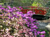Japanese Gardens at Descanso
