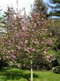 Japanese Flowering Cherry