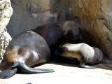 2 Day old Sea Lion Pup and mom