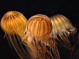 Pacific Sea Nettles