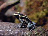 Poison Dart Frog (tiny)