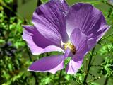 Lilac Hibiscus