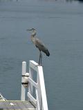 Blue Heron, Oceanside Marina