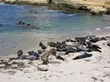 Seals at La Jolla