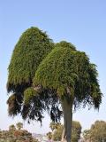Unusual Cypress at La Jolla