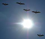 Pelicans flying in formation in the sun, Del Mar