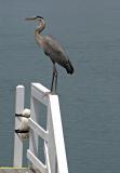 Great Blue Heron at Oceanside Marina