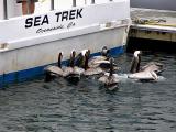 Pelicans looking for dinner at Oceanside Marina