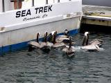 Pelicans looking for dinner at Oceanside Marina