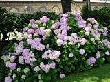 Hydrangeas, Rose Gardens