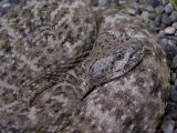 Speckled Rattlesnake (Crotalus mitchelli)