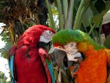 Sign said: Greenwing (left) and Catalina Macaw (right)