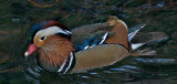 Mandarin duck