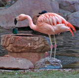 Flamingo