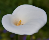 Calla Lilly or Lilly of the Nile