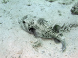 Puffer Fish 01