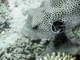 Puffer Fish 02