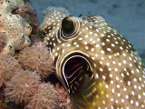 Puffer Fish Being Cleaned 02