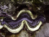 Blue Clam 01