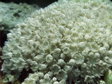Coral Feeding 01