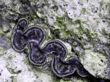 Blue Clam 03
