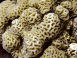 Hard Coral at Marsa Mubarak