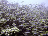 Hunted Fish