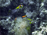 Anemone Fish & Anthias