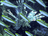 Hunting Lionfish 04