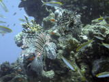 Hunting Lionfish 06